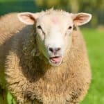 découvrez ferns country, une destination idyllique alliant beauté naturelle et culture locale authentique. parfait pour des escapades paisibles en pleine nature.