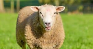 découvrez ferns country, une destination idyllique alliant beauté naturelle et culture locale authentique. parfait pour des escapades paisibles en pleine nature.