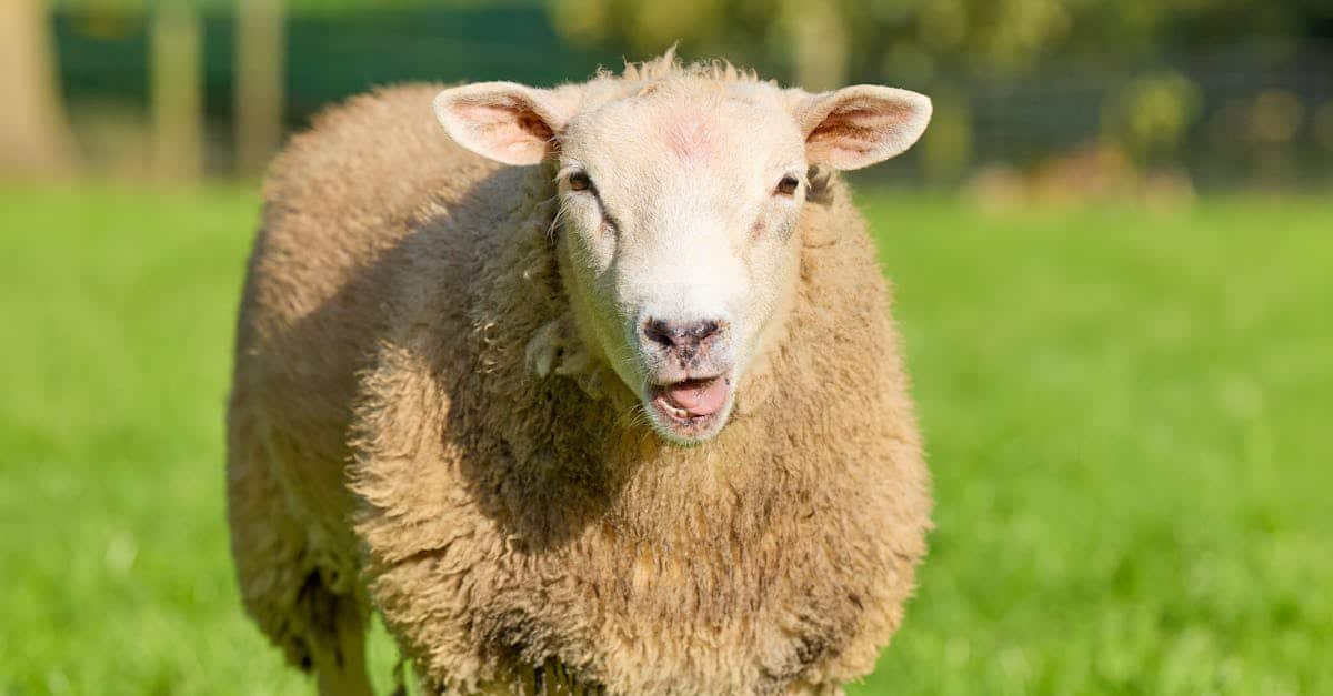 découvrez ferns country, une destination idyllique alliant beauté naturelle et culture locale authentique. parfait pour des escapades paisibles en pleine nature.