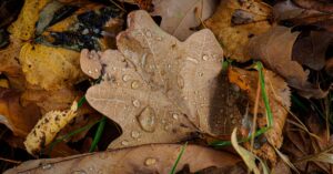 découvrez ce qu'est l'éco-anxiété, ses causes, ses effets sur la santé mentale, et des conseils pour mieux la gérer au quotidien face aux enjeux environnementaux.