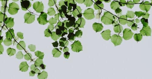 découvrez tout sur l'écologie : comprendre les relations entre les êtres vivants et leur environnement pour mieux protéger notre planète.