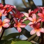 découvrez la frangipane, une délicieuse crème composée d'amandes, parfaite pour garnir vos pâtisseries et galettes des rois.