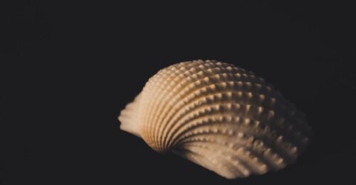 découvrez tout sur les agneaux : leur élevage, leur alimentation et leur importance dans l'agriculture.