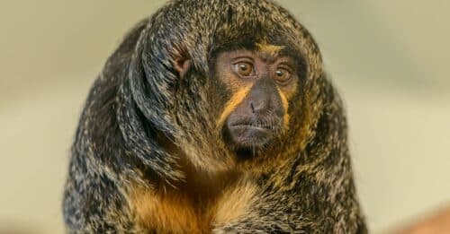 découvrez tout sur les singes : espèces, habitat, comportement et curiosités fascinantes de ces primates intelligents.
