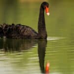 découvrez 'black swan', un thriller psychologique captivant explorant la dualité de l'âme à travers la danse et la passion.