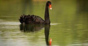 découvrez 'black swan', un thriller psychologique captivant explorant la dualité de l'âme à travers la danse et la passion.