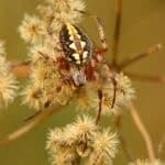 découvrez le coffret collector superman et spider-man, réunissant les aventures emblématiques des deux super-héros légendaires pour des heures de lecture passionnante.