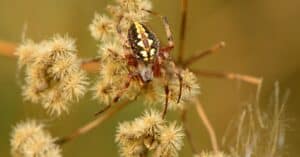découvrez le coffret collector superman et spider-man, réunissant les aventures emblématiques des deux super-héros légendaires pour des heures de lecture passionnante.