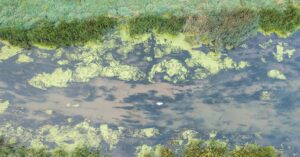 découvrez les algues : organismes aquatiques essentiels à l'écosystème, riches en nutriments et utilisées dans divers domaines, de l'alimentation à la cosmétique.