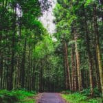 découvrez les enjeux de la conservation des forêts et les solutions pour protéger la biodiversité, préserver les écosystèmes et lutter contre le changement climatique.