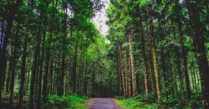 découvrez les enjeux de la conservation des forêts et les solutions pour protéger la biodiversité, préserver les écosystèmes et lutter contre le changement climatique.
