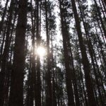 découvrez walden, l'œuvre emblématique de henry david thoreau qui invite à la réflexion sur la nature, la simplicité et la quête de soi à travers une expérience de vie en harmonie avec l'environnement.