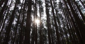 découvrez walden, l'œuvre emblématique de henry david thoreau qui invite à la réflexion sur la nature, la simplicité et la quête de soi à travers une expérience de vie en harmonie avec l'environnement.