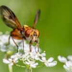 découvrez le monde des mouches : leurs caractéristiques, leurs habitats et leur rôle essentiel dans les écosystèmes.