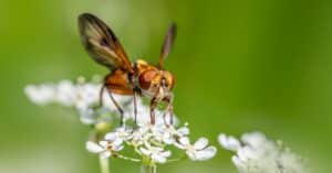 découvrez le monde des mouches : leurs caractéristiques, leurs habitats et leur rôle essentiel dans les écosystèmes.