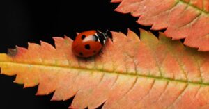 découvrez miraculous : les aventures de ladybug et chat noir, deux héros masqués qui unissent leurs pouvoirs pour protéger paris des super-vilains.